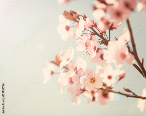 Spring tree blossom background