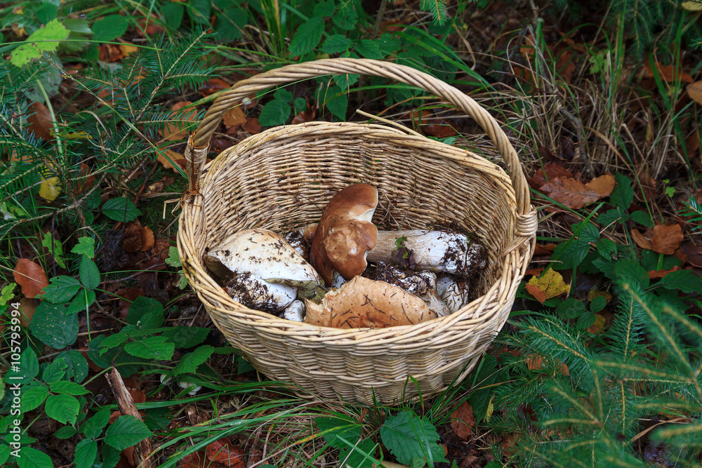 Collected white mushrooms in a wicker basket. Nature