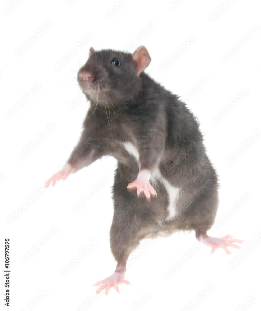 rat rat