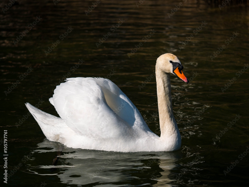 Fototapeta premium Schwan