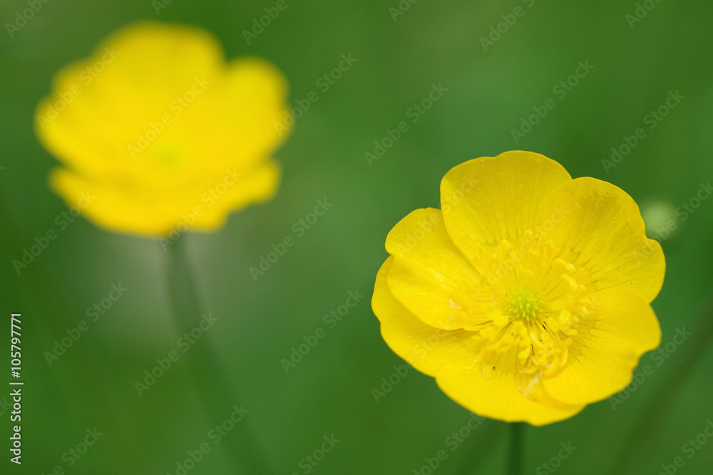 Two little yellow flowers on a green corridor directly beside a walkway in Mannheim in Germany. Two little yellow flowers on a green corridor directly beside a walkway in Mannheim in Germany.