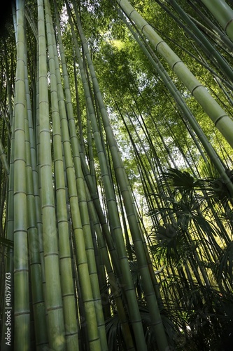 Bambus, Palmen, tropisch, Park