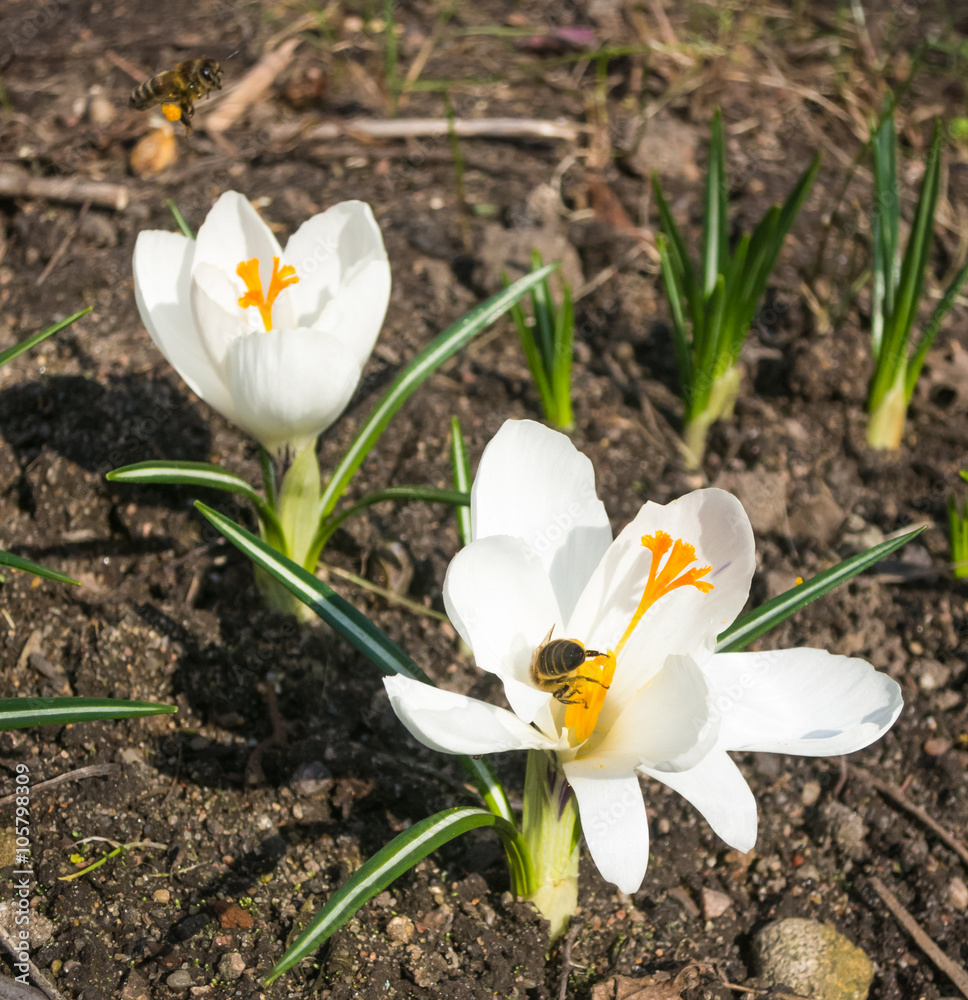 crocuses blooming in the botanical garden crocuses blooming in the botanical garden