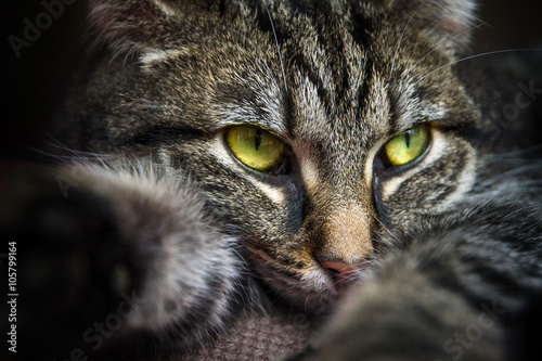 Fototapeta Naklejka Na Ścianę i Meble -  tabby cat with yellow green eyes lying on the couch, portrait closeup