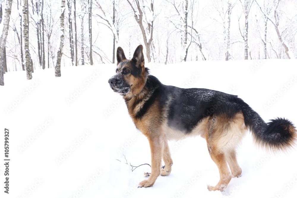 German shepherd dog in winter day German shepherd dog in winter day