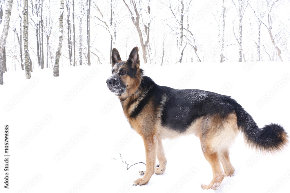 German shepherd dog in winter day