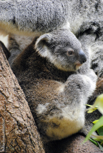 Canvas Print Baby koala in Queensland, Australia