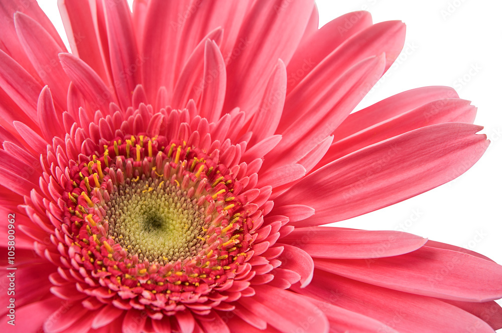 pink gerbera on a white background pink gerbera on a white background
