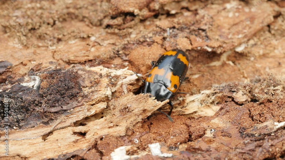 4K Pleasing Fungus Beetle (Megalodacne fasciata) 1 4K Pleasing Fungus Beetle (Megalodacne fasciata) 1