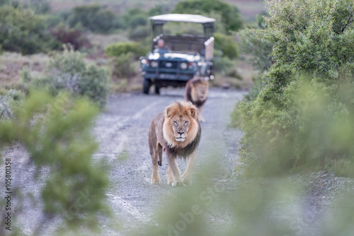 Photography Two male lions