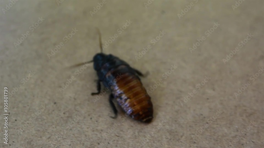 Large Cockroach Walking Over Wooden Surface Large Cockroach Walking Over Wooden Surface