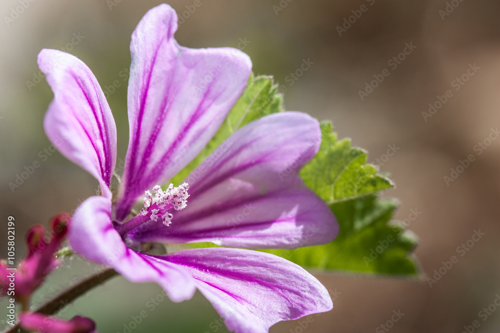 flor de malva en detalle con fondo desenfocado