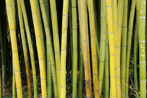 Bambus  Garten  Park
