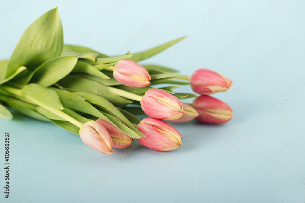 Fiori di tulipani Fiori di tulipani