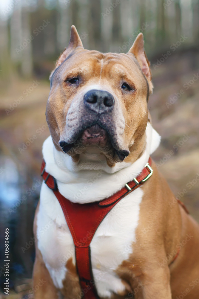 The portrait of a serious male American Staffordshire Terrier dog outdoors