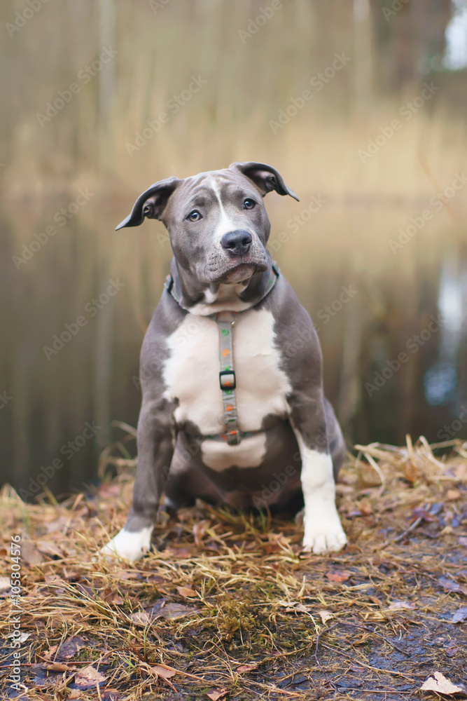 American Staffordshire Terrier dog puppy sitting outdoors in the forest