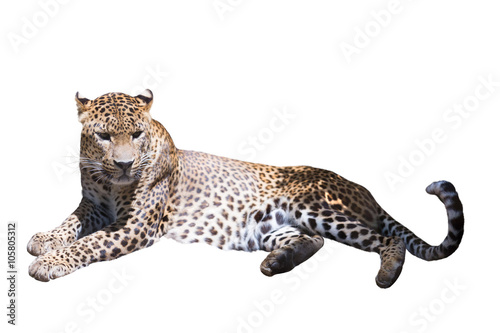 Photography Leopard resting