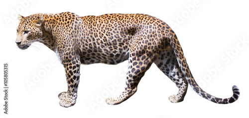 leopard photo