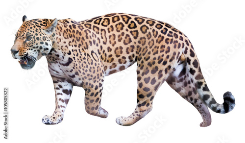 Tableau sur toile movement jaguar