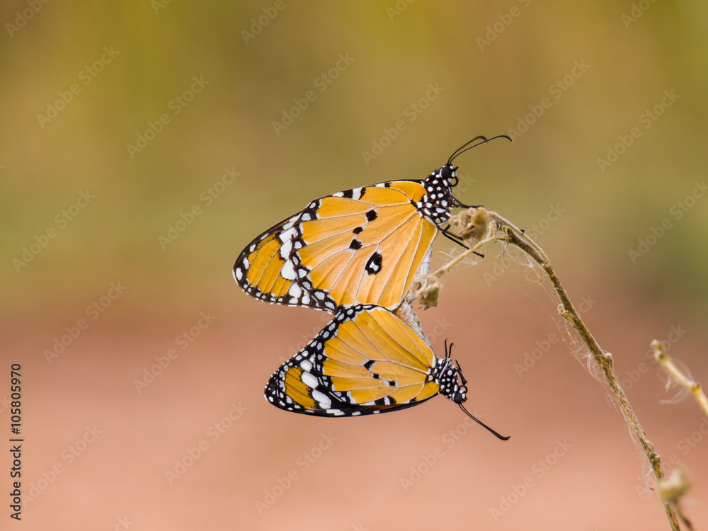 Two Butterfly, Season for breeding of butterfly Two Butterfly, Season for breeding of butterfly