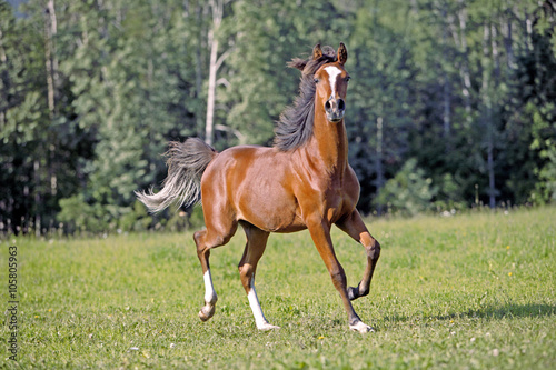 Two year old Bay Arabian Colt running in meadow