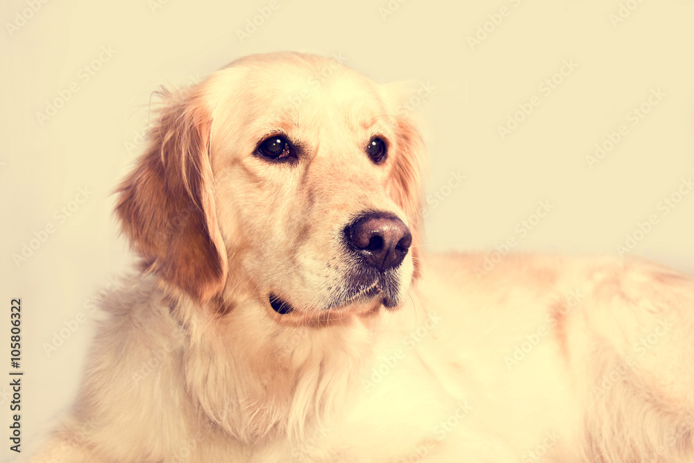 Cute golden retriever dog.