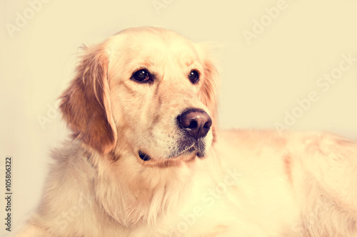 Cute golden retriever dog. © Anioł
