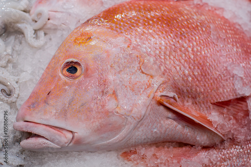 The head of a Red Snapper fish, on ice