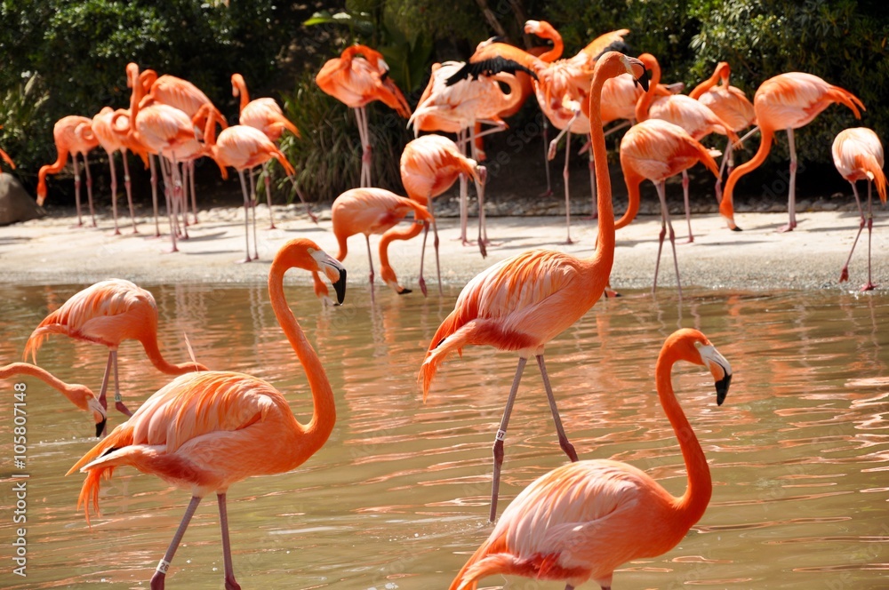 Naklejka premium Flamingo Friends