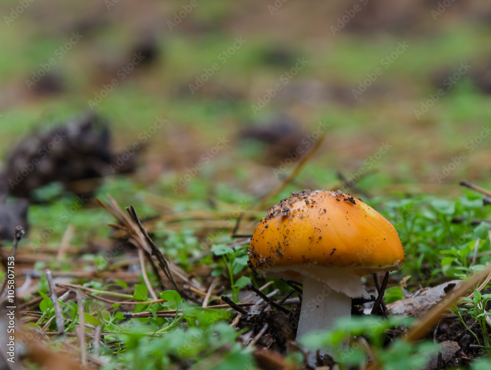 Mushrooms growing in the forest Mushrooms growing in the forest