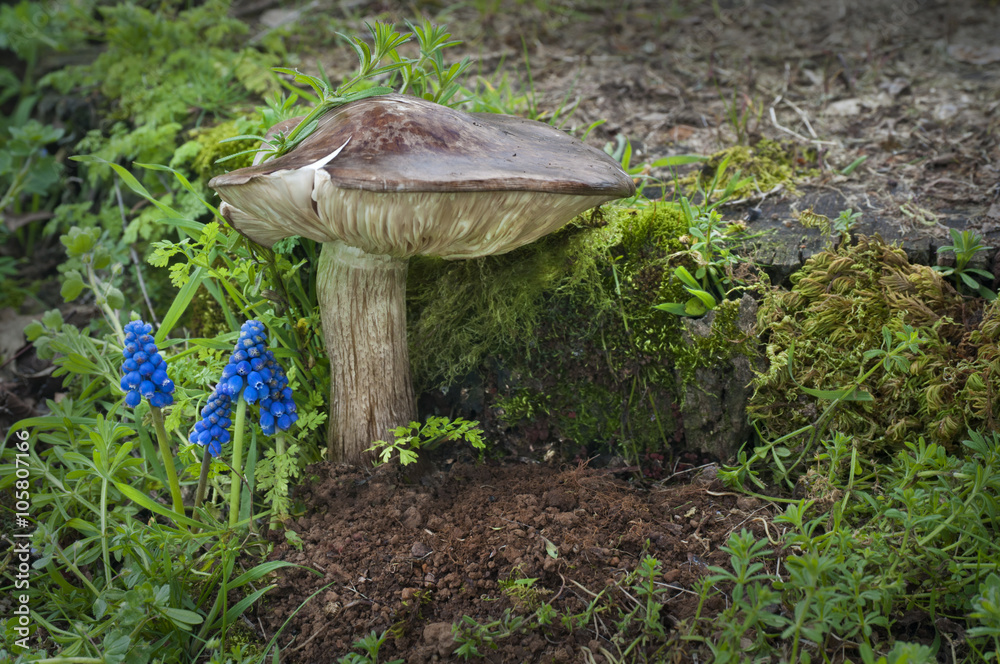 Fototapeta premium Toadstool mushroom standing next to cluster of blue flowers with moss and plants/Closeup of large mushroom next to a cluster of muscari flowers that look like blue bells with in horizontal position