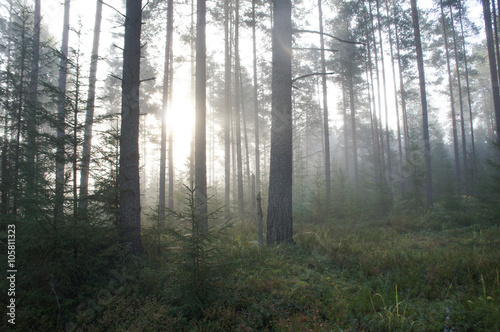 misty forest in sunlight