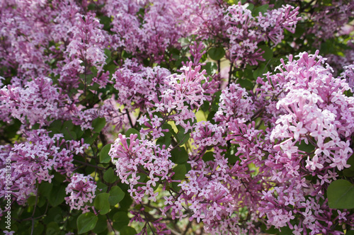 purple lilac bunch