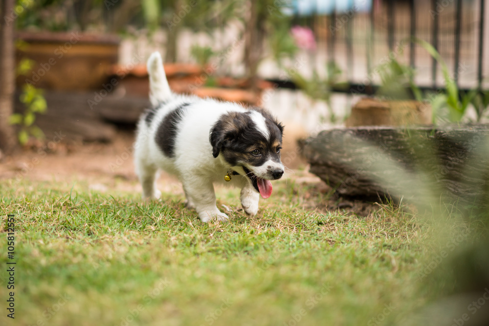 playing puppy playing puppy