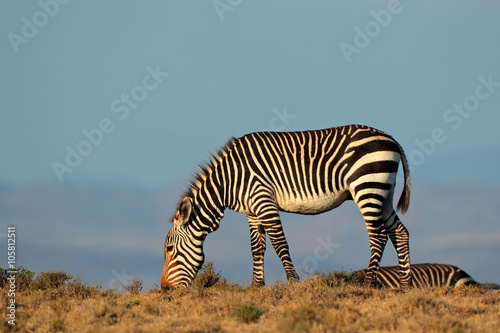 Cape Mountain Zebra (Equus zebra), Mountain Zebra National Park, South Africa.