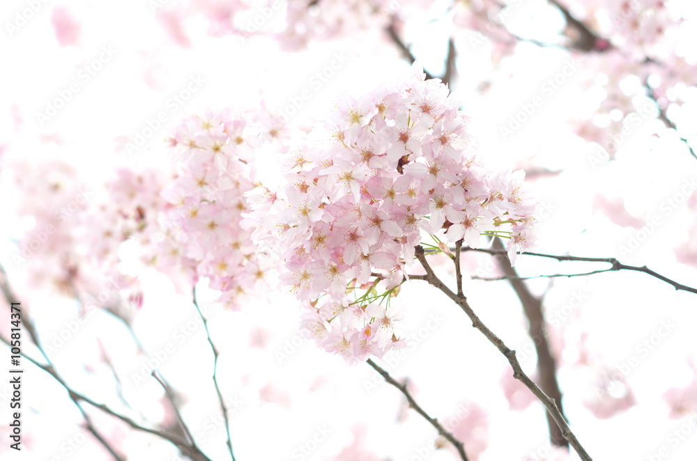 桜　Cherry Blossoms