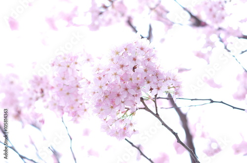 桜　Cherry Blossoms