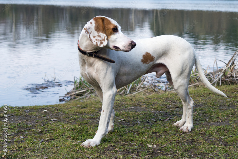 Little pack hunting dog waiting for his people Little pack hunting dog waiting for his people