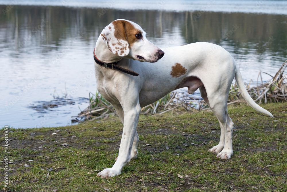 Little pack hunting dog waiting for his people