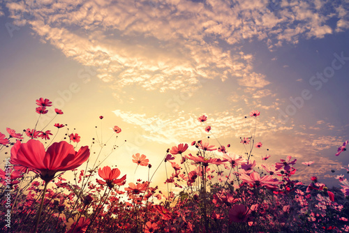 Landscape nature background of beautiful pink and red cosmos flower field with sunshine. vintage color tone