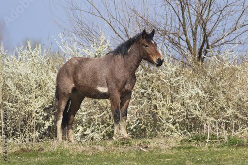 Brown horse in the floral meadow