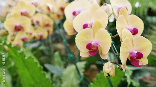 Beautiful Orchid flowers blooming in the garden, Zoom in shot photo