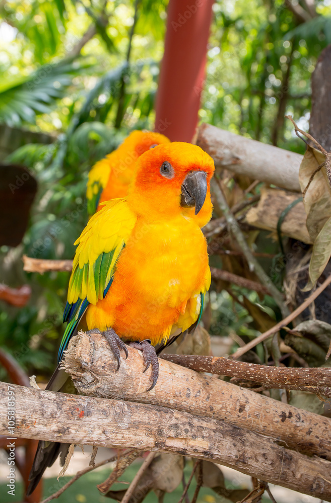 Obraz premium AF focused,Parrot are standing on the branch in the garden with blur background