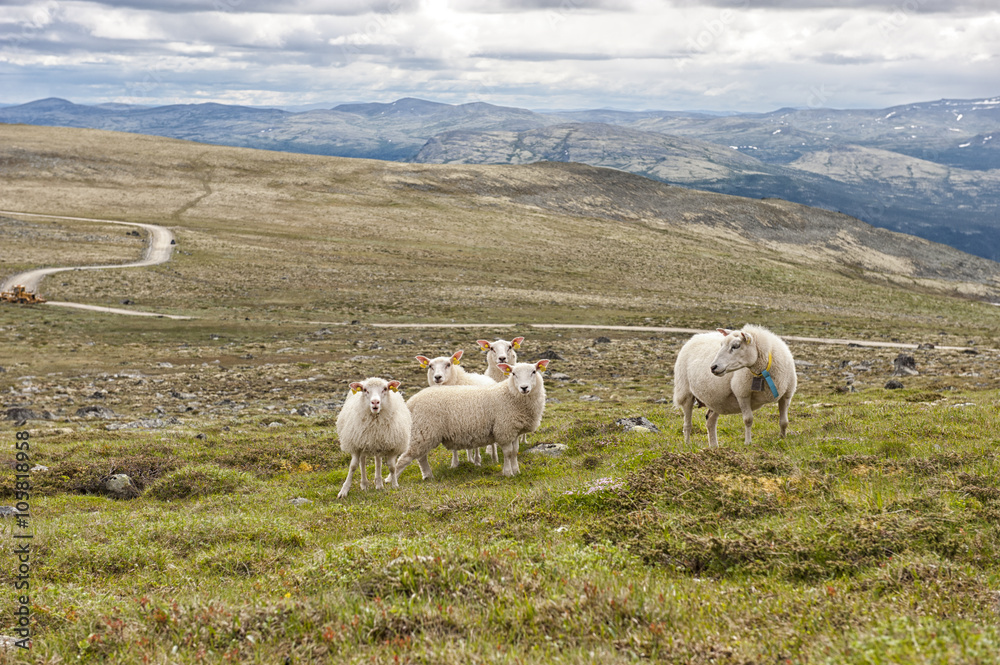 Fototapeta premium Landscape with mountains and sheep, Norway