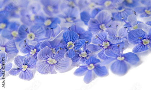 Small gentle blue flowers