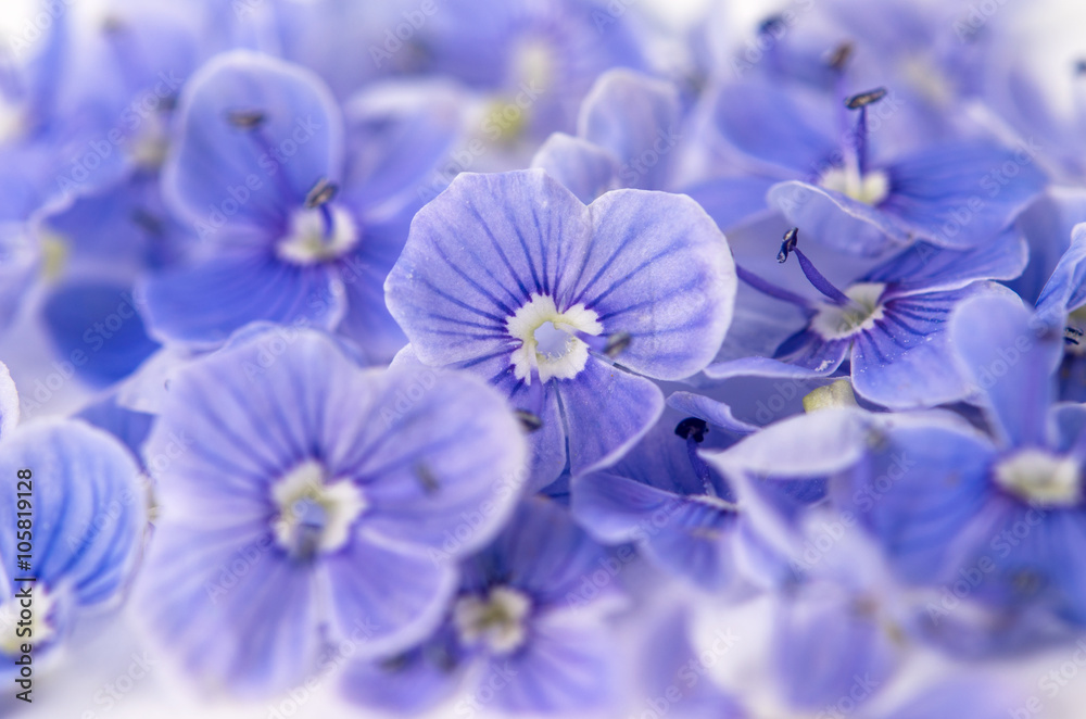 Small gentle blue flowers Small gentle blue flowers
