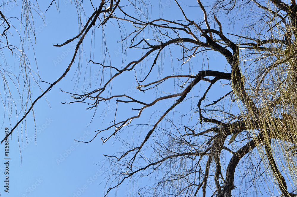 Obraz premium Willow tree branch in the spring