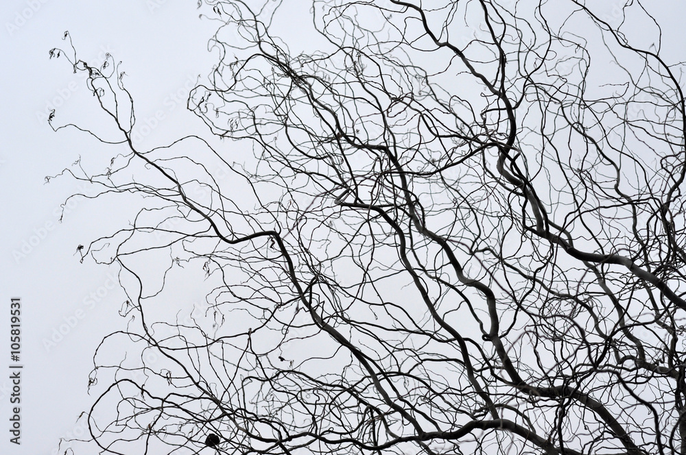 Obraz premium Leafless tree branches perspective. Top of trees against sky