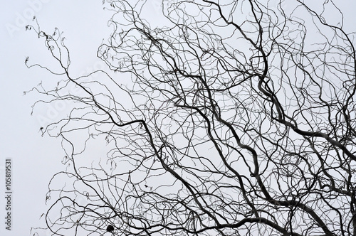 Leafless tree branches perspective. Top of trees against sky