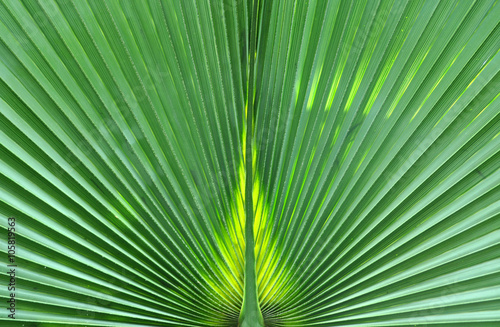 Green palm tree leaf macro
